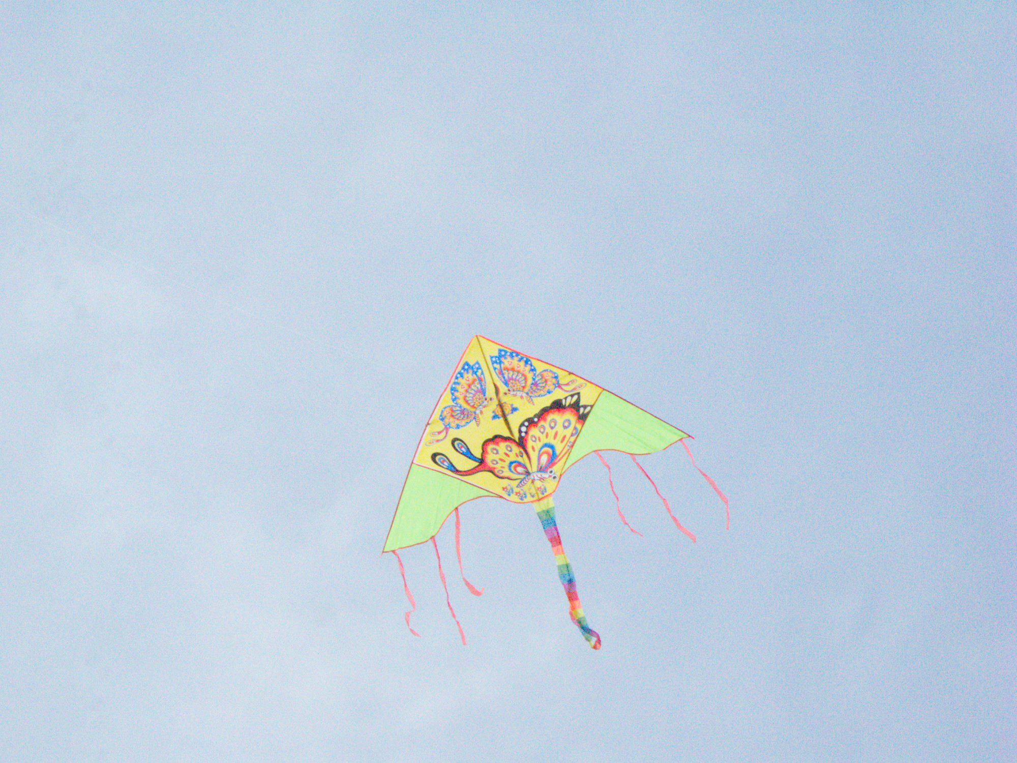 Mongolian kite